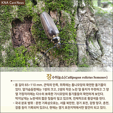 장소하늘소 생태 사진