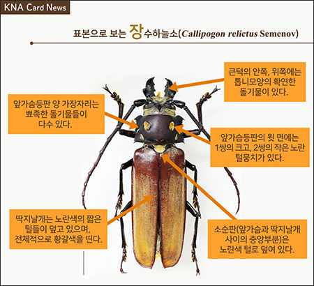 장소하늘소 형태 특징