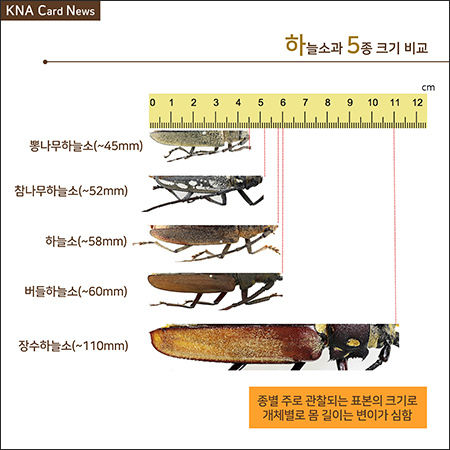 장수하늘소 크기 견줌
