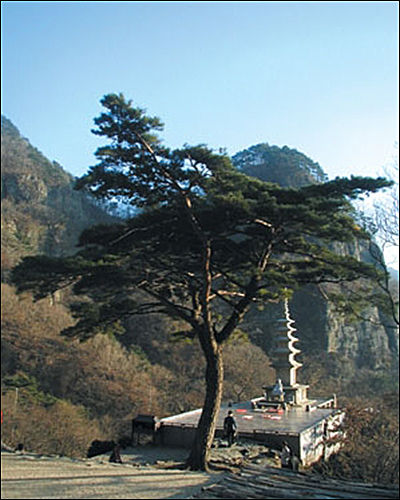 삼지우송(三枝牛松)과 청량사 5층 석탑(사진 청량사 제공)