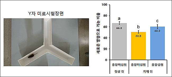 알츠하이머 치매 시험쥐의 공간기억력 증진효과