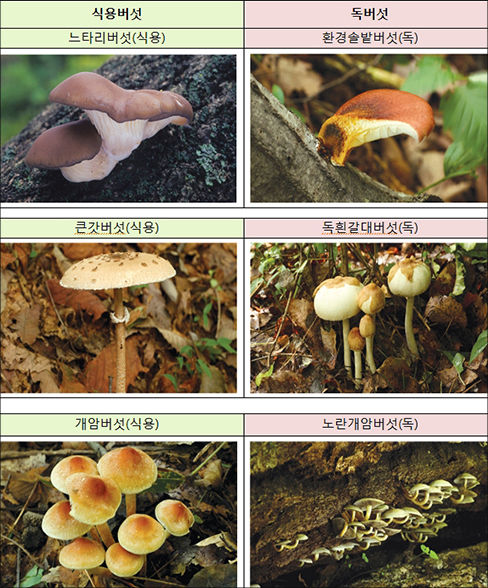 구별하기 어려운 식용버섯과 독버섯