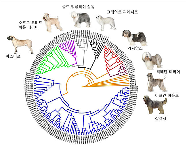 삽살개와 다른 외국 품종 간 유전적 근연관계