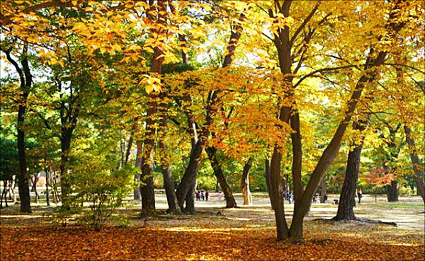 남양주 광릉 산책로
