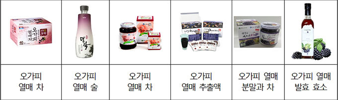 오가피열매 이용