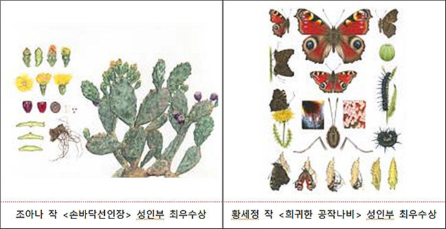 조아나 작 <손바닥선인장> 성인부 최우수상(왼쪽), 황세정 작 <희귀한 공작나비> 성인부 최우수상