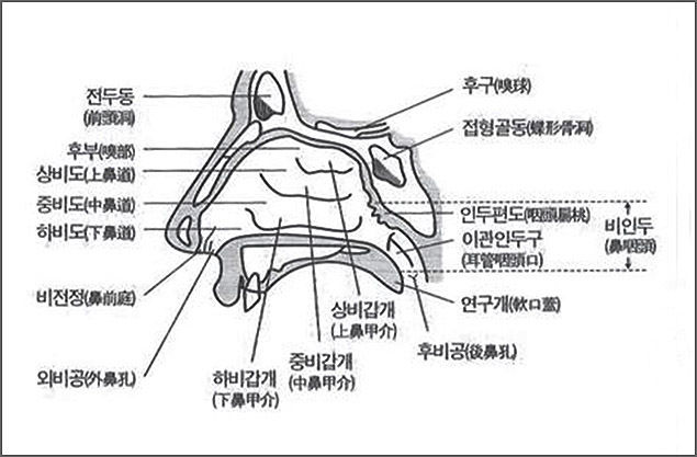 모두 4개의 부비동중 1은 전두동, 3은 상악동, 이밖에 접형동 사골동이 있다. 3개의 비갑개 중 5는 상비갑개, 6은 중비갑개, 7은 하비갑개이다.