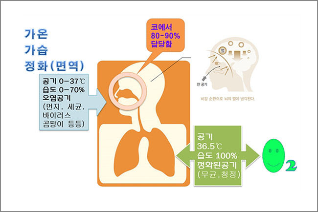 코는 가온, 가습, 정화의 역할을 한다