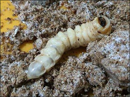지정해제 서식지에서 46년 만에 발견된 천연기념물 장수하늘소 애벌레