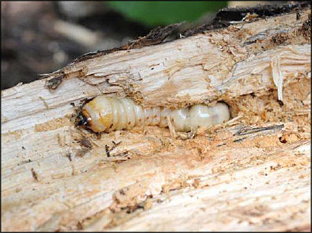 <지정해제 서식지에서 46년 만에 발견된 천연기념물 장수하늘소 애벌레