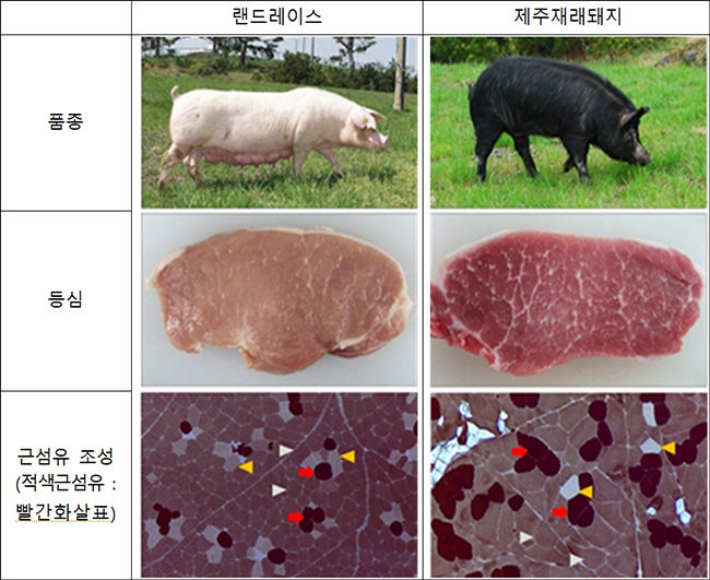 제주재래돼지와 랜드레이스의 견줌