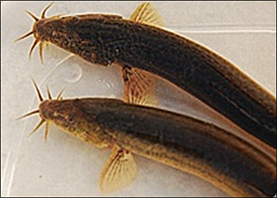가을을 품고 있는 추어(鰍魚)는 봄부터 산란기를 맞아 살이 오르고 기름기가 붙다가 겨울잠을 준비하는 가을철에 가장 절정을 이룬다. 이렇게 가을에 외부변화에 적응하는 가장 적극적인 행위를 하는 가을 추어는 우리 몸의 계절 적응에 큰 도움이 된다.