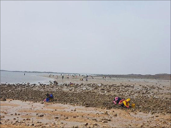 변산반도 하섬 갯벌