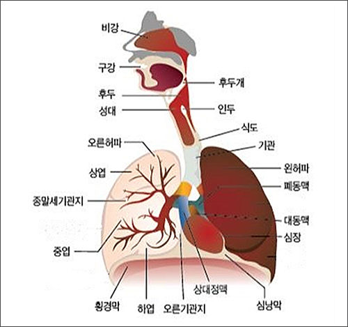 호흡기 기관도