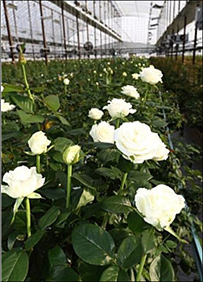 고온극복 혁신형 스마트 쿨링하우스에서 키운 장미