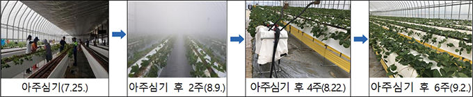 아주심기 뒤 딸기의 자람