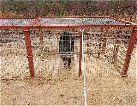 서울 태릉에서 포획틀로 잡은 멧돼지
