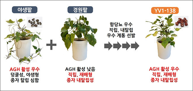 YV1-138 개발 요약도