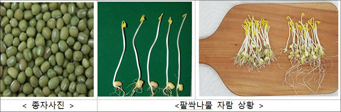 ‘연두채’ 종자 및 싹나물 자람 사진