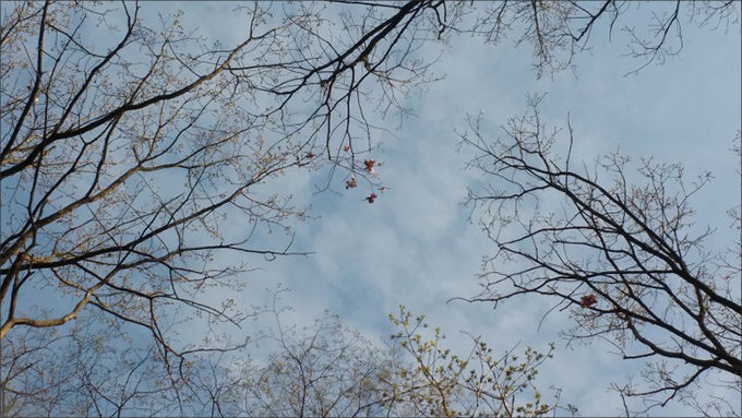 앙상한 나뭇가지 사이로 보이는 겨울 하늘