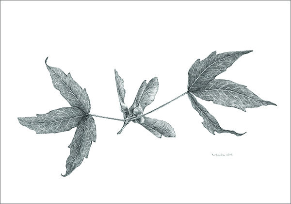김윤하, 식물세밀화(연필)