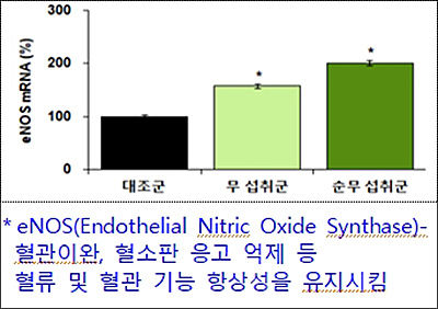 혈관확장 인자(eNOS) 발현 증가 확인