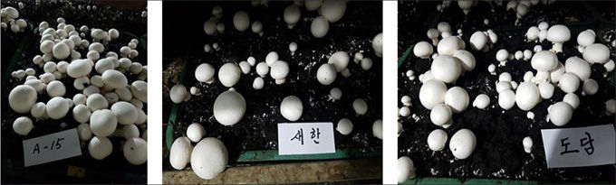 외국 품종(‘A15’)과 ‘새한’, ‘도담’ 발생 형태