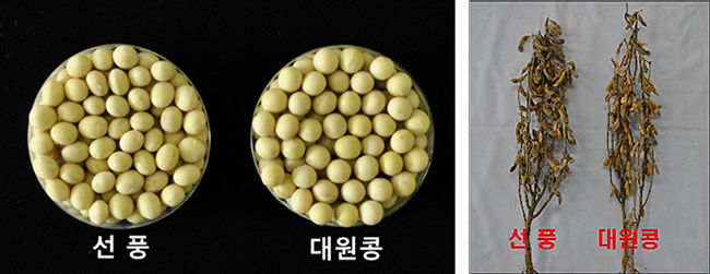 선풍 종자 및 생육 사진