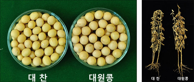 대찬 종자 및 생육 사진