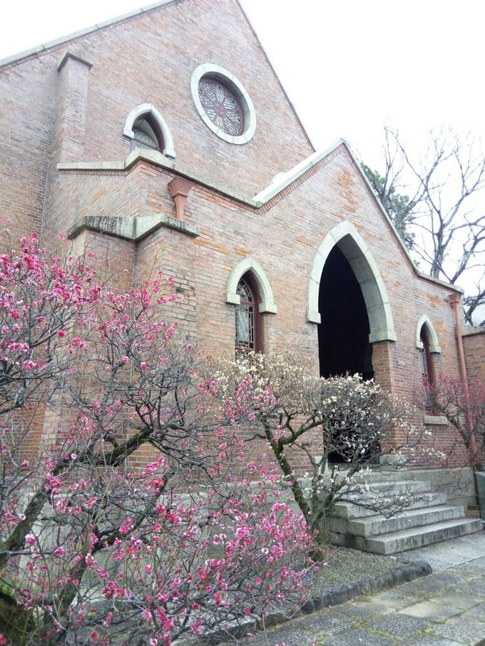 윤동주 시인이 다니던 교토 도시샤대학 캠퍼스에는 홍매화가 활짝 피었다.