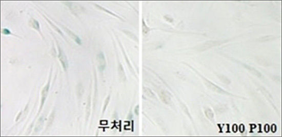 오른쪽은 노랑느타리버섯과 닥나무 추출물을 처리한 세포임