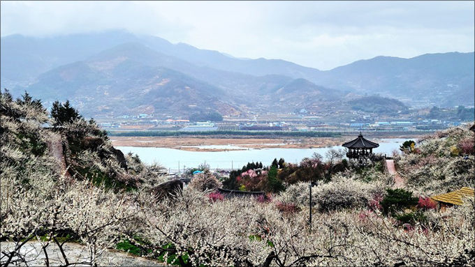 하동 매화마을(사진 이정수)