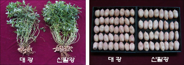 ‘신팔광’ 주요특성 사진