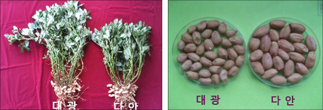 ‘다안’ 주요특성 사진