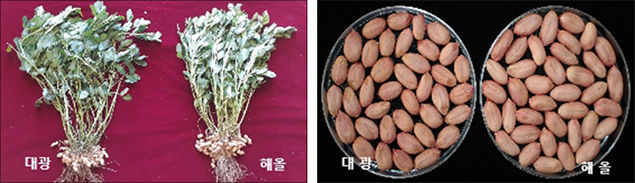 ‘해올’ 주요특성 사진