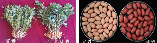 ‘세원’ 주요특성 사진