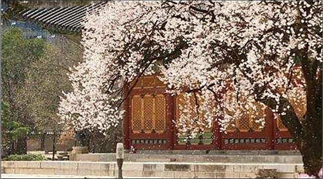 ‘4대궁궐 봄꽃’ 영상 화면 - 덕수궁 봄꽃