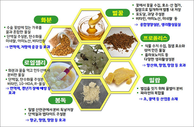 면연력을 증진할 수 있는 양봉산물