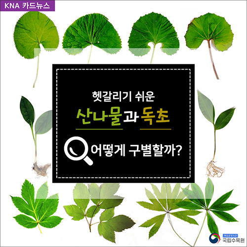 카드뉴스 - 산나물과 독초 구별법 시작