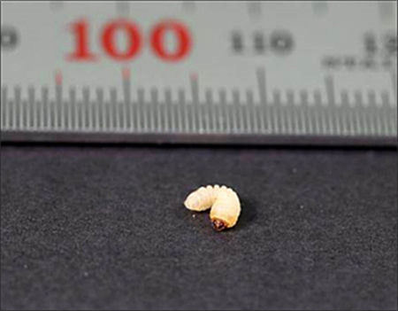 부화에 성공한 천연기념물 장수하늘소 애벌레(*크기 1cm 미만)