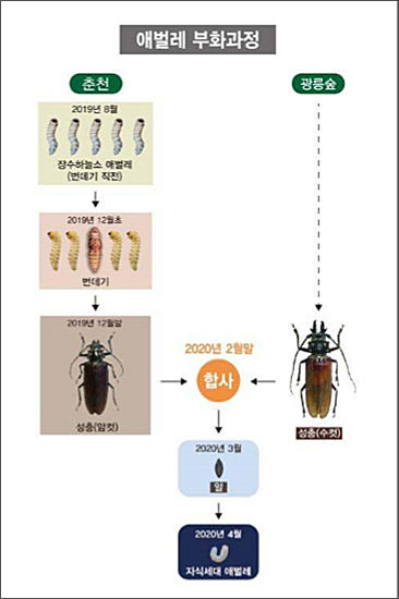 장수하늘소 애벌레 부화과정