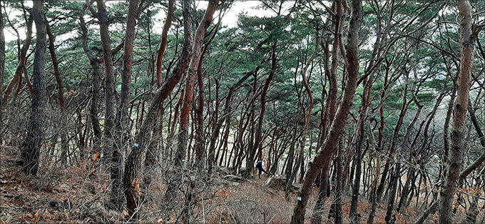 숲가꾸기가 필요한 팔달산 소나무 숲