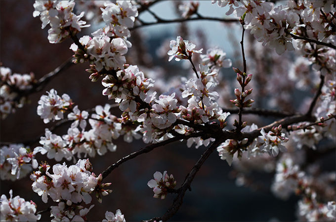 앵두나무 꽃