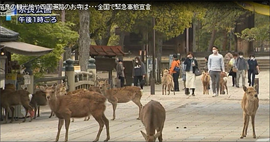 사슴이 뛰어노는 나라 도다이지(東大寺, 동대사) 앞 나라공원의 폐쇄 전 모습