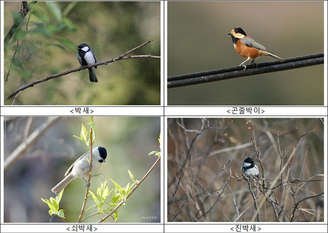 박새류 / 진출처: 박새(흑산도, 박창욱 촬영), 곤줄박이(홍도, 박종길 촬영), 쇠박새(네이버), 진박새(태안 몽산포, 김양모 촬영)