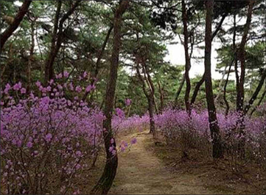 여주 영 영릉(세종대왕릉 효종대왕릉) 진달래 숲길