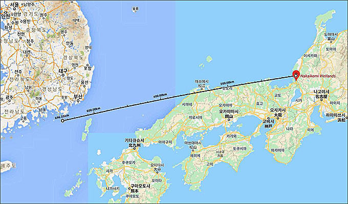 섬촉새의 이동 거리