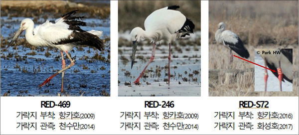 러시아 항카호 습지 번식 황새가 서산시 천수만 및 화성호에서 관측