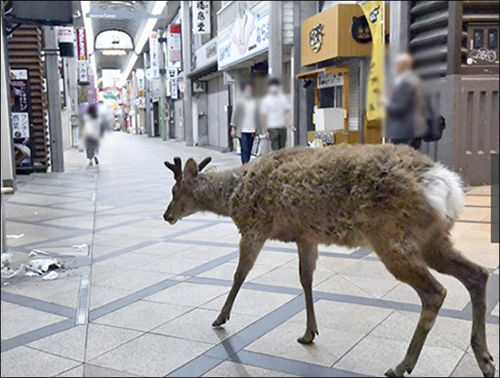 나라 긴테츠역 근처 상점가로 먹이를 찾아 내려온 사슴