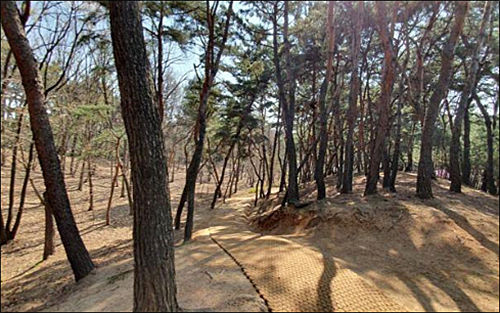 남양주 사릉 소나무 숲길
